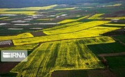 ۱۴۷ هزار هکتار از اراضی کشاورزی استان اردبیل سنددار شد