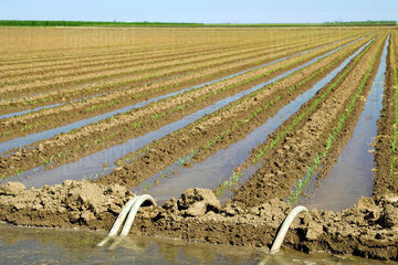 آبیاری سالم اراضی کشاورزی ماهدشت کرج در انتظار اقدام عملی