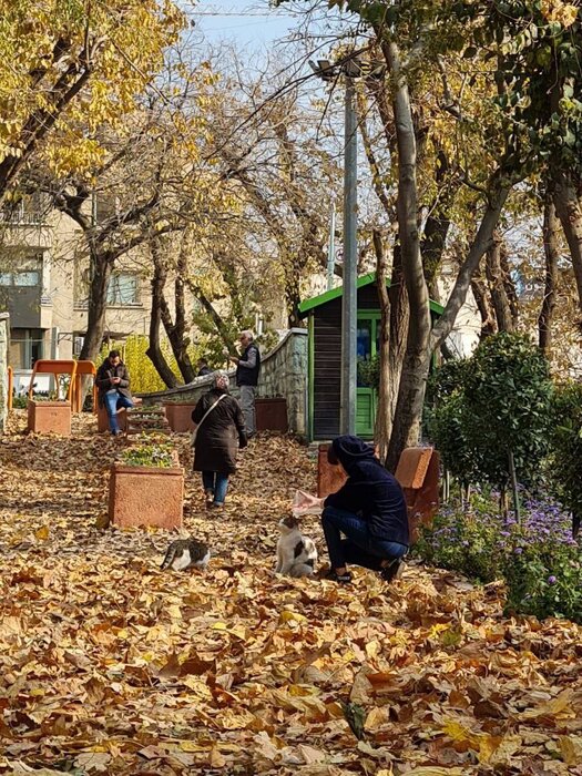  برگ های زرد پاییزی زیر پای شهروندان در بوستان های شمیران