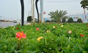 ۸۰ هزار گل و نشاء فصلی در بوشهر کاشته شد