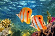 پروانه ماهی ها، جاذبه های زیبای آبسنگ های مرجانی جزیره قشم