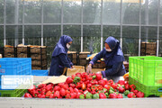 نه به خام‌فروشی؛ صادرات ۸۰ درصدی محصولات فرآوری شده کشاورزی فارس