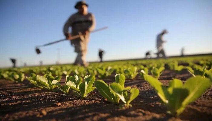 توجه دولت به مزیت اقتصادی؛ تغییر الگوی کشت برای ۳۱محصول در هرمزگان