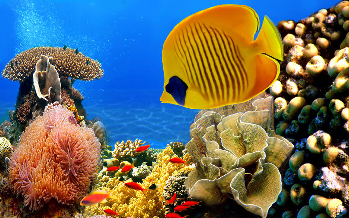زیست بوم مرجانی خلیج چابهار، نگین ارزشمند سواحل مَکُران