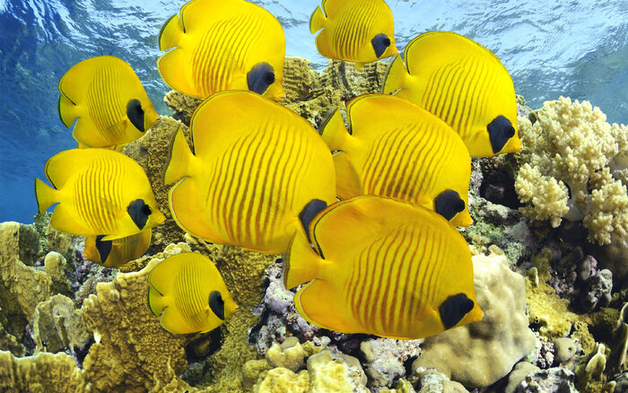 پروانه ماهی ها، جاذبه های زیبای آبسنگ های مرجانی جزیره قشم