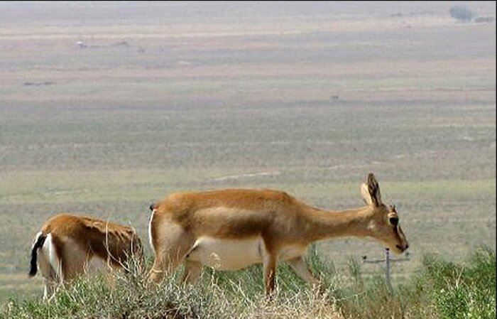 زمینخواری عامل انقراض گونههای جانوری در کردستان