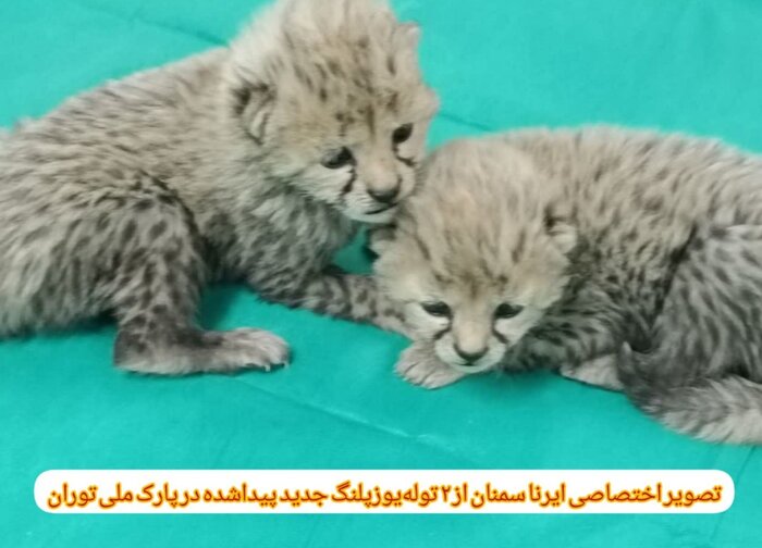 زیستگاه توران استان سمنان، همچنان مامن امن یوزپلنگ‌ها