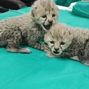 ایران کی توران قومی پارک میں چیتا کے 2 بچے مل گئے