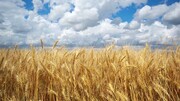 La FAO: La producción iraní de granos se incrementó un 17,3%