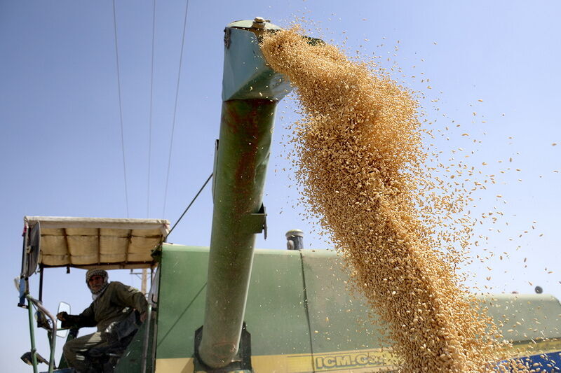 Céréales : la production iranienne augmente de 17,3 % (Fao)