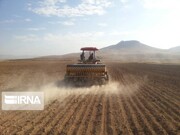 بیش از ۶ هزار هکتار از اراضی کشاورزی سیستان و بلوچستان به زیر کشت گندم رفت