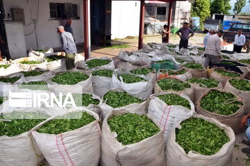 بیش از ۲۵۰ میلیارد ریال مطالبات چایکاران تنکابن پرداخت شد 