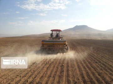 ۶۲۶ هزار هکتار از اراضی کشاورزی کردستان به زیرکشت گندم رفت