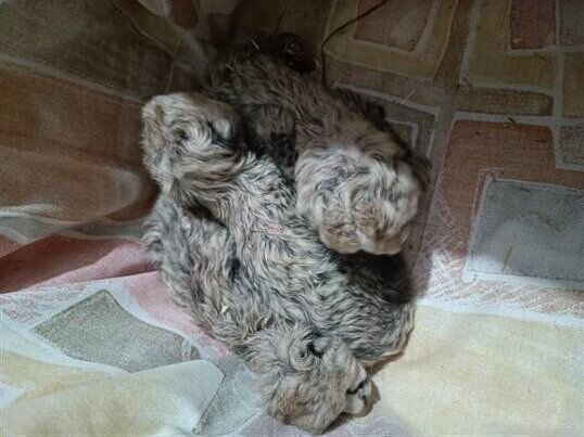 داستان توله یوزهای پیدا شده/ آیا میتوان به نجات نسل این گونه امیدوار بود؟