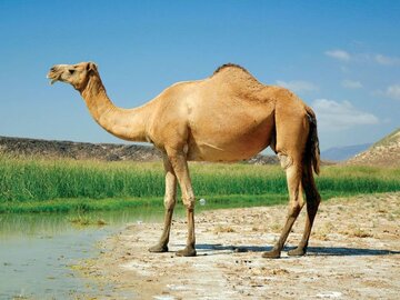 اجرای طرح به‌نژادی و تکثیر شتر در راستای تامین امنیت غذایی