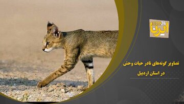 فیلم/تصاویری از حیات وحش منطقه شکار ممنوع مشکول در استان اردبیل