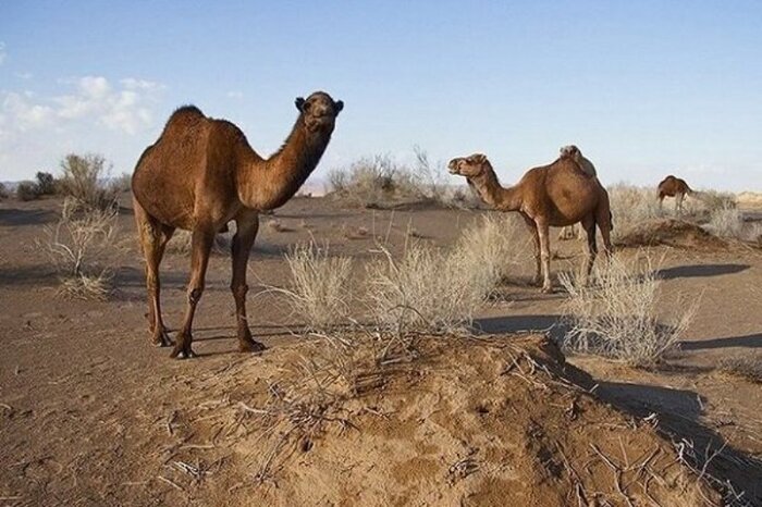 جاسک؛ تماشاییِ شرق هرمزگان در امتداد سواحل مَکُران