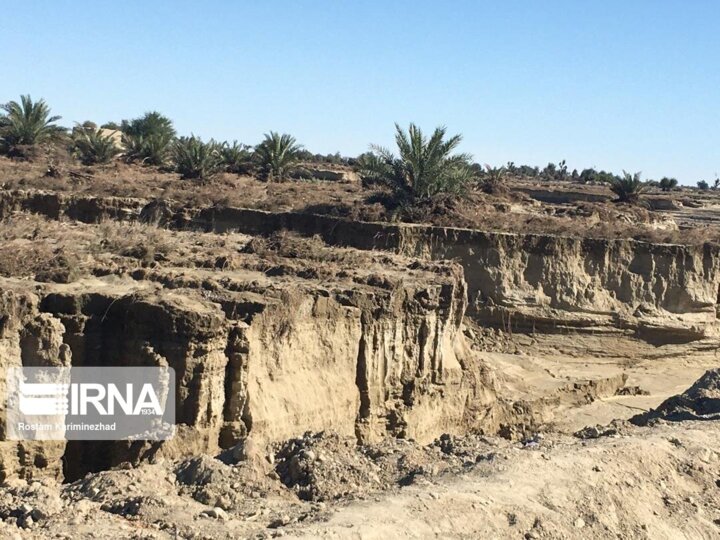 «گرگرو» بلای جان اراضی کشاورزی و خانه‌های روستایی سواحل مکران