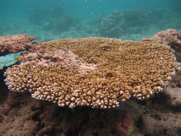 رشد مرجان های کیش در بستر طبیعی بهبود پیدا کرد