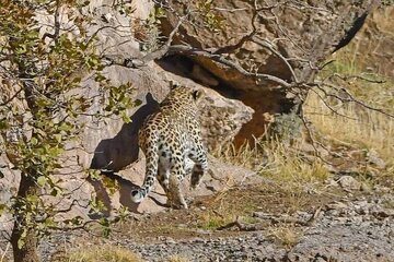Un léopard persan repéré dans une zone protégée de l'ouest de l'Iran pour la première fois en plus de 2 ans