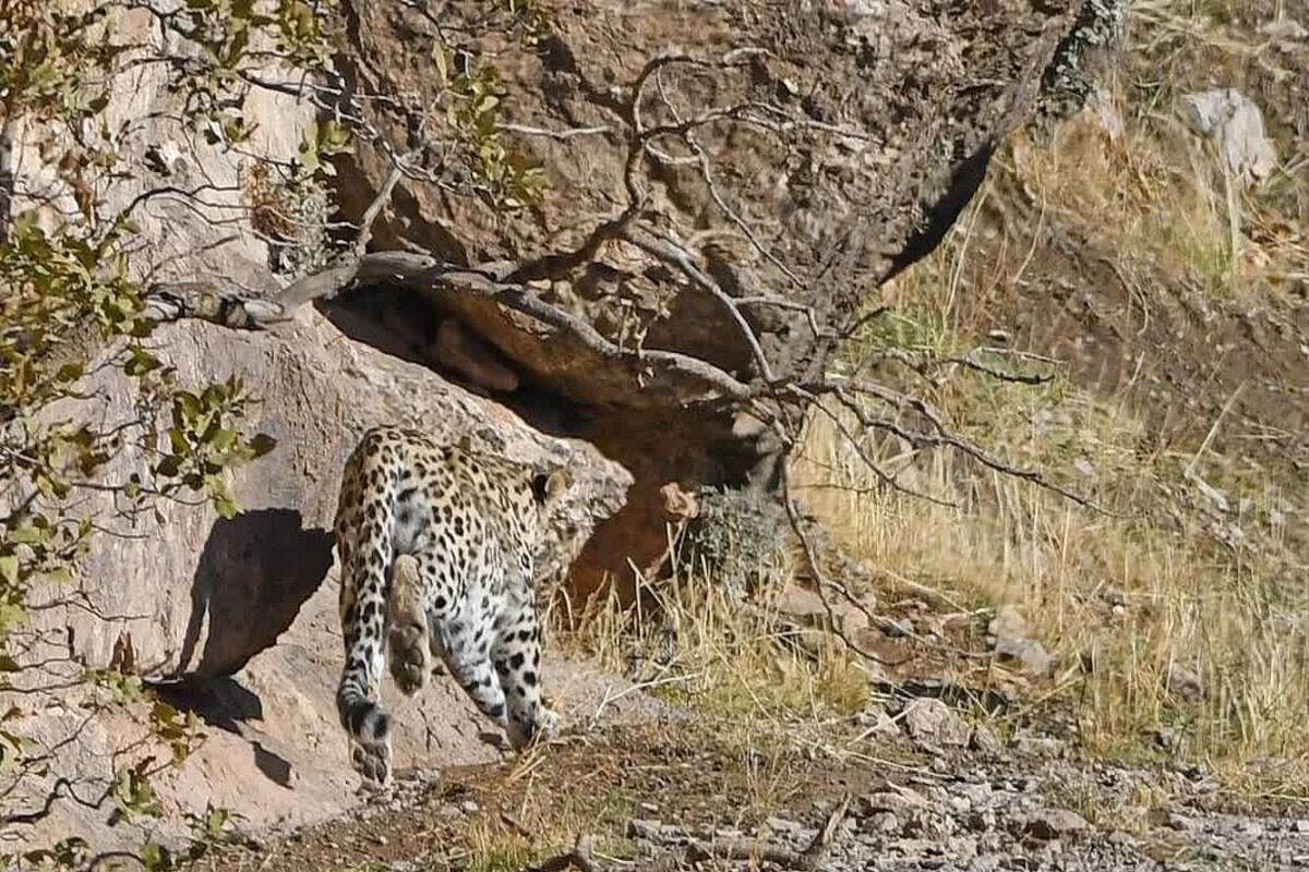 Persian leopard spotted on camera in SW Iran