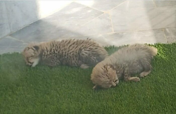 دورخیز بلند استان سمنان برای حفظ یوزپلنگ از خطر انقراض