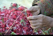 ۱۵ تن چای ترش در لاشار سیستان و بلوچستان برداشت شد