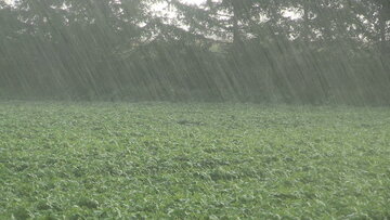 میزان بارندگی در سه شهر کهگیلویه و بویراحمد از ۵۰۰ میلی متر گذشت