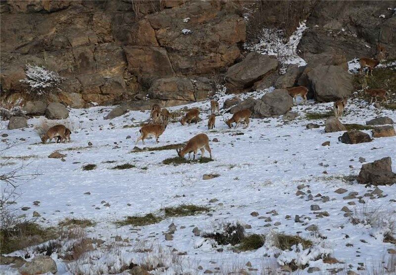 سیلی سرد زمستان در راه ، آغوش بگشای برای َکَل های دنا  