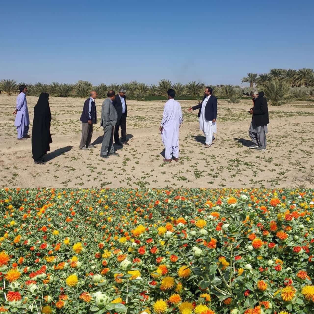 آغاز برداشت گلرنگ از مزارع شهرستان دشتیاری