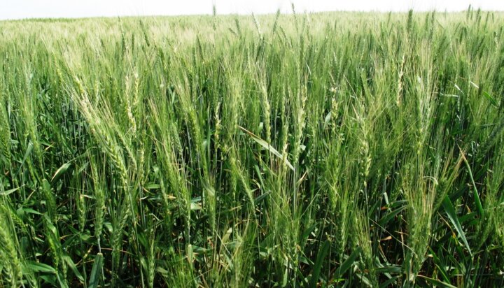 «تعاونیها» بازوان توانمند در مردمیسازی اقتصاد برای تحقق شعار سال