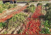ویروسی شدن مزارع گوجه فرنگی منطقه کلاچوی کهگیلویه