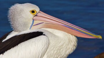 طنین آوای ۱۵۰ گونه پرنده مهاجر در جنگل های دریایی حَرّای جزیره قشم