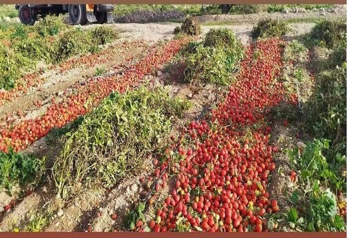 چالش های بازار فروش و ضرورت احداث کارخانه رب گوجه فرنگی در گچساران