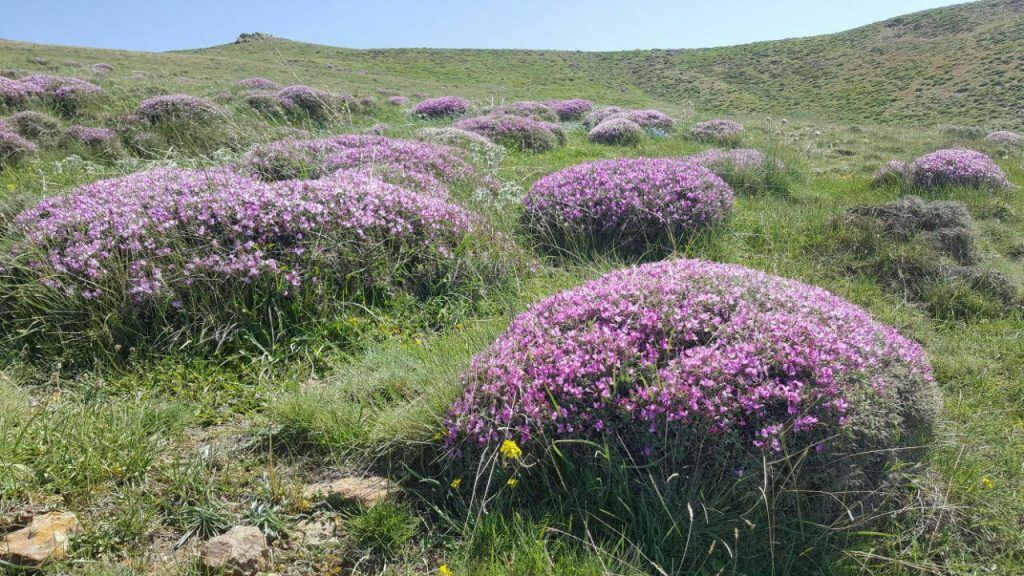 ۲۰ گونه منحصر به‌ فرد گَوَن در زنجان شناسایی شد