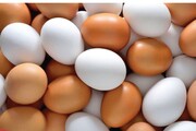 ۱۳۴۹ تن تخم مرغ در سیستان و بلوچستان تولید شد