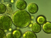 بانک ژن ۹ گونه میکروجلبک در پژوهشکده آبزی پروری کشور ایجاد شد