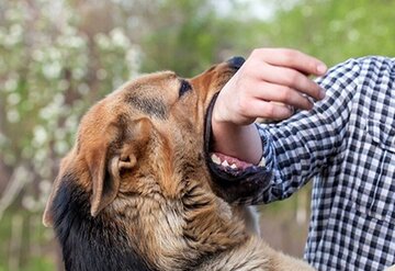 سگ عامل ۹۰ درصد آمار حیوان گزیدگی در دزفول است