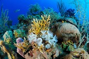 صخره‌های مرجانی سواحل مکران در وضعیت بحرانی قرار دارند