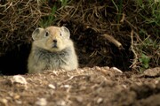 مبارزه با طغیان موش در ۹۱۰ هکتار از اراضی همدان