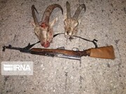 ۴۰۵ متخلف شکار و صید غیرمجاز در ایلام شناسایی و دستگیر شدند