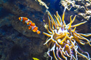 تنوع جانوری مزیت توسعه گردشگری دریایی قشم