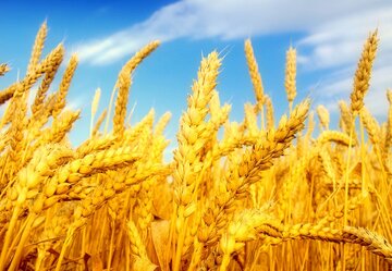 البرز یکی از مناطق مهم توسعه و تولید گندم سالم  کشور است