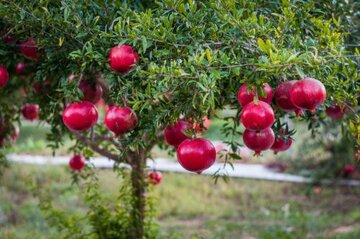 جشنواره انار روستای توچال پاکدشت آغاز به کار کرد