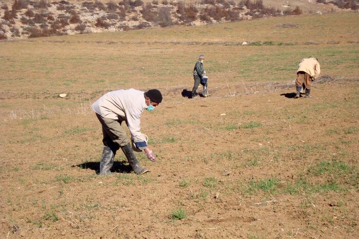 کشاورزان با روشهای علمی صحیح و اصولی به مبارزه با آفات مزارع بپردازند