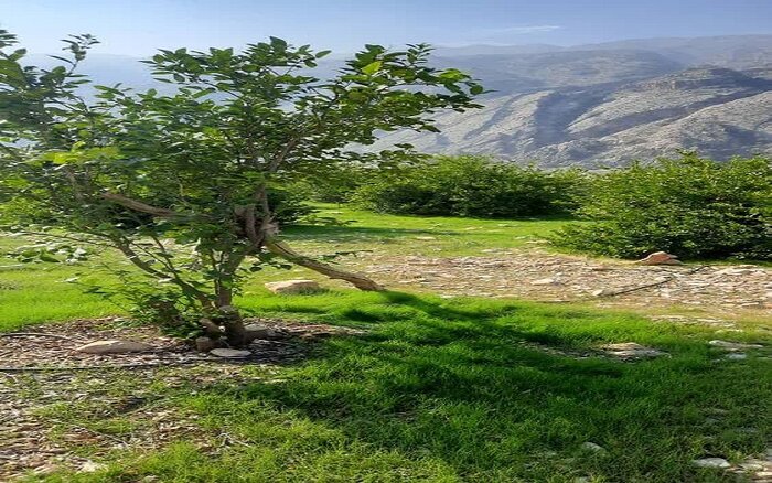 سرمستی طبیعت و بهار در تفرجگاه دشتک دیل گچساران