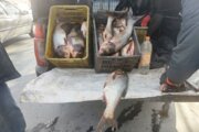 ماهی فروشی با وانت در کردستان، تهدید یا فرصت