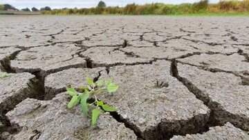 سایه سنگین و بلند خشکسالی بر فعالیت های کشاورزی مازندران