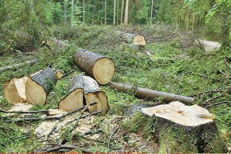 زراعت چوب؛ عامل بازدارنده تخریب جنگل در استان اردبیل
