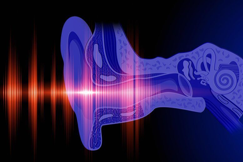 کشف مسیر جدید برای درمان کاهش شنوایی با بالا رفتن سن